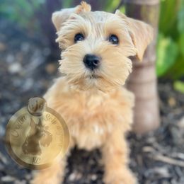 Saoirse - Wheaten female Miniature Schnauzer puppy in Independence, Missouri from Crown Schnauzers KC