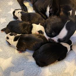 Boston Terrier Puppies from NW Boston Terriers