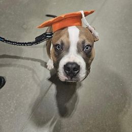 American Bully Puppies from Night Court Bullies
