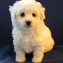 Nanuk - White male Havapoo puppy in North Carolina from Faithful Hearts Kennel