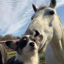 American Corgi and Pembroke Welsh Corgi Puppies from Sunray Ranch