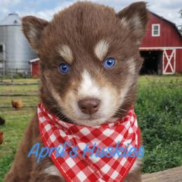 Red collar boy - Red and white male Siberian Husky puppy in Terre Haute, Indiana from April's Huskies