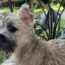 Cairn Terriers and Pembroke Welsh Corgis from Rose Brier Pembroke Welsh Corgis