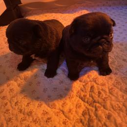 Pug Puppies from Price Kennels