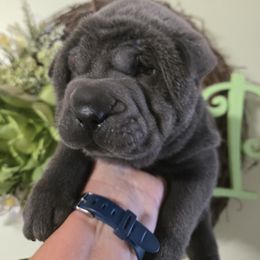 Rollins - Blue female Chinese Shar-Pei puppy in Four Oaks, North Carolina from DCSHARPEI