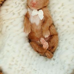Cinderella - Red  female Goldendoodle puppy in Rio Linda, California from GoldendoodlePaw