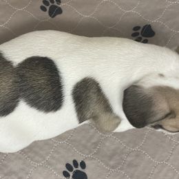 French Bulldog Puppies from Bella’s Babies