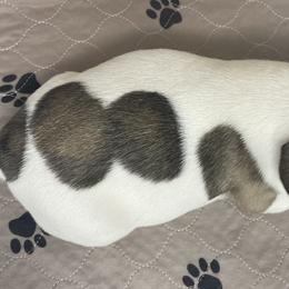 French Bulldog Puppies from Bella’s Babies