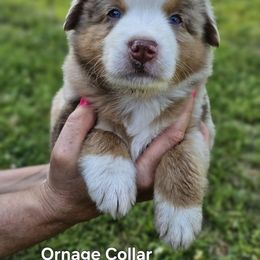 Orange Collar - Red merle male Australian Shepherd puppy in Parkdale, Michigan from Wilkosz Wigglebutts