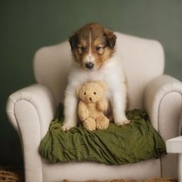 Gucci - Sable and white male Collie puppy in Huffville, Virginia from Blackberry Hills Cattle dogs and Collies