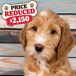 Bobby McGee - Apricot male Goldendoodle puppy in Frostproof, Florida from Lover Dover Doodles