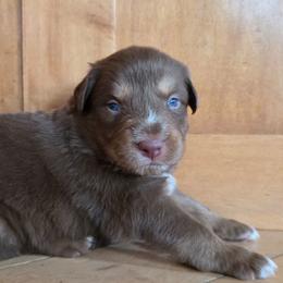 Kalian FIFA - Red tri-color male Australian Shepherd puppy in Solon, Maine from Mountain Range Australian Shepherds