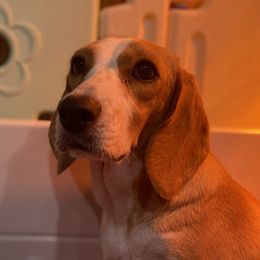 Winona - Beagle