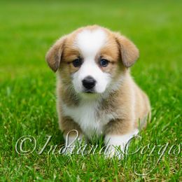 Pembroke Welsh Corgi Puppies from Indiana Corgis LLC