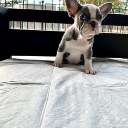 French Bulldog Puppies from Plus Ultra Bulldogs