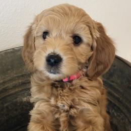 Goldendoodles from KitalouDoodles
