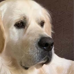 Archie - Golden Retriever