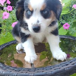 Blaze - Black tri male Miniature American Shepherd puppy in Atwood, Illinois from Buck-Run Puppies
