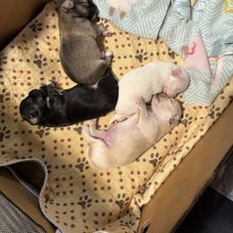 Girl B - Black and tan female Chihuahua puppy in Oklahoma City, Oklahoma from Savvy Chihuahuas of Oklahoma