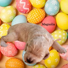 Magnolia - Lemon roan female Cockapoo puppy in Reidsville, North Carolina from Something to Bark About Dog Training
