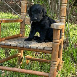 Espresso - Black male Labradoodle puppy in Batesville, Arkansas from Morris Farmyard