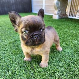 Fluffy Bear - Fawn male French Bulldog puppy in Las Vegas, Nevada from Fabulousbulldogs LLC
