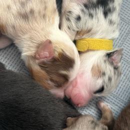Mist - Red merle female Miniature American Shepherd puppy in Tucson, Arizona from Outlaw Minis