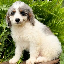 Boy 4 - Grey and white male Bernedoodle puppy in Montrose, Michigan from Livy’s Doodles