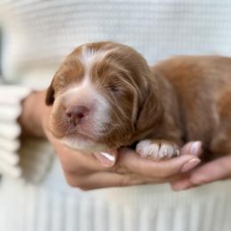 Lima - Caramel red female Australian Labradoodle puppy in Morgan Hill, California from Loving Labradoodle