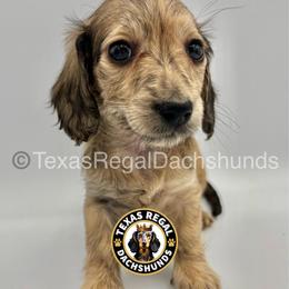 Nutmeg 3500 - Cream female Dachshund puppy in Houston, Texas from Texas Regal Dachshunds LLC