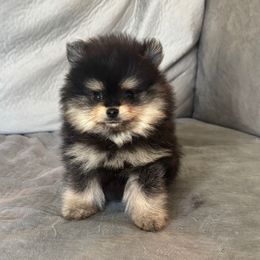 Prince - Black and tan male Pomeranian puppy in Melbourne, Florida from Temple pomeranians