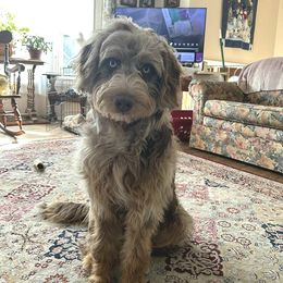 Aussiedoodle and Australian Shepherd All Grown Up from Branch Creek kennels