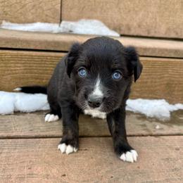 Tecova - Black tri-color female Aussiedoodle puppy in Clara City, Minnesota from Good Shepherd Aussiedoodles