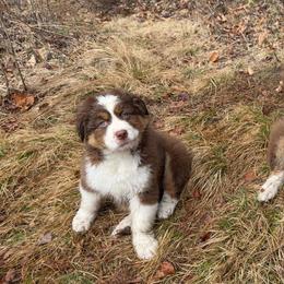 Ginny - Red tri-color female Australian Shepherd puppy in Rochester, New Hampshire from ChaHar's Australian Shepherds