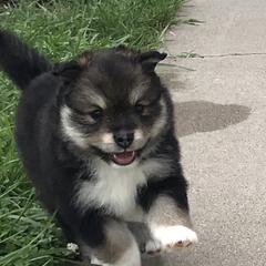 Finnish Lapphund Puppies from Forest Trail Finnish Lapphunds