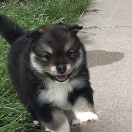 Finnish Lapphund Puppies from Forest Trail Finnish Lapphunds