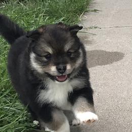 Finnish Lapphund Puppies from Forest Trail Finnish Lapphunds