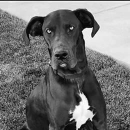 Bella - Great Dane