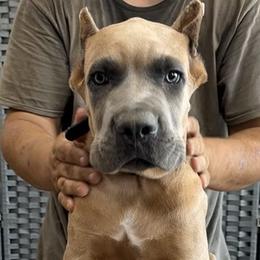 Black Collar - AKC and ICCF Champion Sired Boy - Fawn male Cane Corso puppy in Gorman, Texas from McOmber Country Kennels
