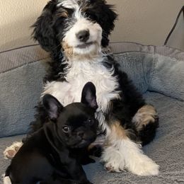 Bernedoodle Puppies from Big Sky Bernedoodles and Poodles