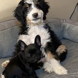 Bernedoodle Puppies from Big Sky Bernedoodles and Poodles