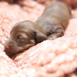 Bentley - Red male Dachshund puppy in Eaton, Ohio from Miniature Alphas Dachshunds
