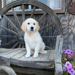 Golden Retrievers from Golden Sensation Kennel