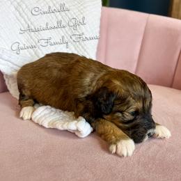 Cinderella - Sable female Aussiedoodle puppy in Grove, Oklahoma from Guinn Family Farms