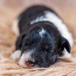 Maple Mae - Tri-color female Bernedoodle puppy in Erda, Utah from Country Lane Doodles