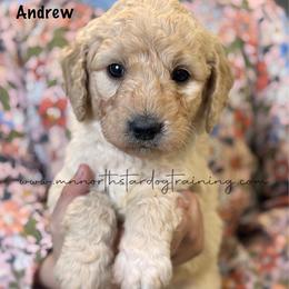 Andrew - Cream male Goldendoodle puppy in Lancaster, Minnesota from North Star Dog Training