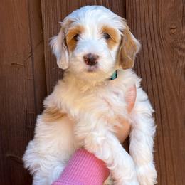 Polar - Parti male Goldendoodle puppy in Florence, South Carolina from Candy Doodles