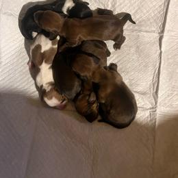 Red - Red female Dachshund puppy in East Dover, Vermont from Audet’s Mini Dachshunds