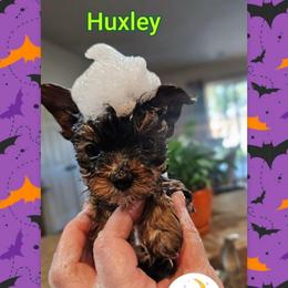 Huxley - Black and tan male Yorkshire Terrier puppy in Moses Lake, Washington from Harmony Hills Yorkies