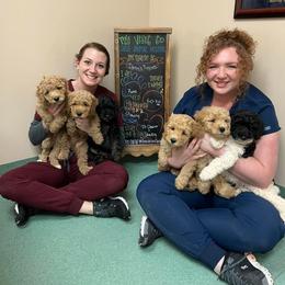 Poodle Puppies from Flint River Poodles